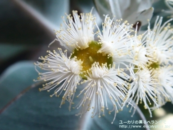 プレウロカルパ (Eucalyptus pleurocarpa)