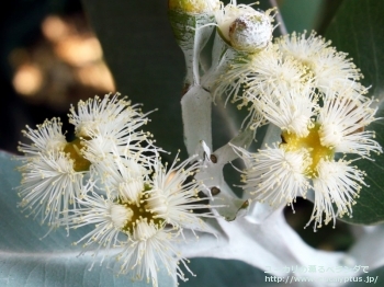 プレウロカルパ (Eucalyptus pleurocarpa)