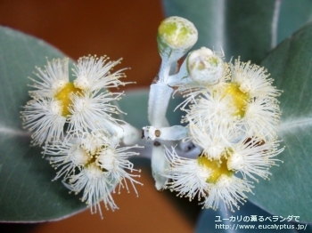 プレウロカルパ (Eucalyptus pleurocarpa)