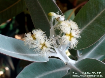 プレウロカルパ (Eucalyptus pleurocarpa)