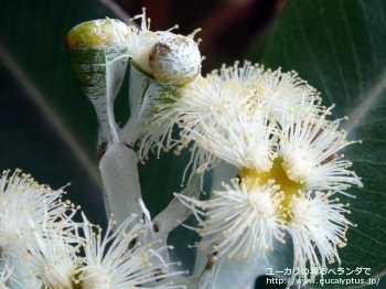 プレウロカルパ (Eucalyptus pleurocarpa)