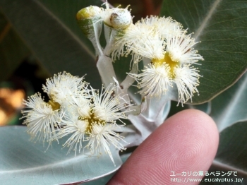 プレウロカルパ (Eucalyptus pleurocarpa)