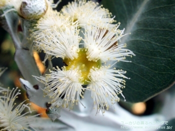 プレウロカルパ (Eucalyptus pleurocarpa)