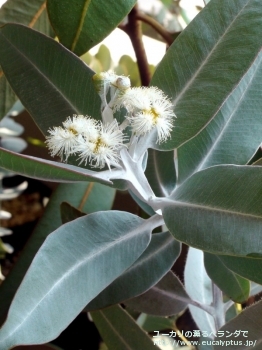 プレウロカルパ (Eucalyptus pleurocarpa)