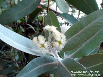 プレウロカルパ (Eucalyptus pleurocarpa)