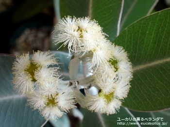 プレウロカルパ (Eucalyptus pleurocarpa)