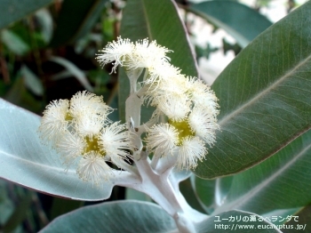 プレウロカルパ (Eucalyptus pleurocarpa)