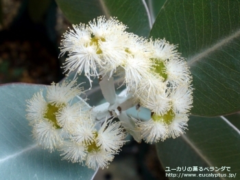 プレウロカルパ (Eucalyptus pleurocarpa)