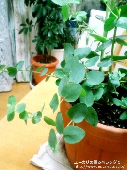 ブリジシアナ (Eucalyptus bridgesiana)