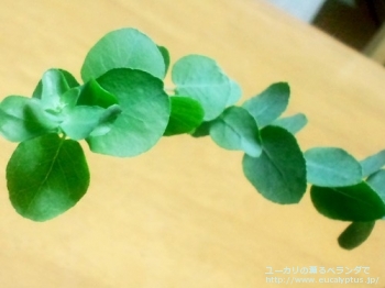 fancyboxブリジシアナ(Eucalyptus bridgesiana)の画像2