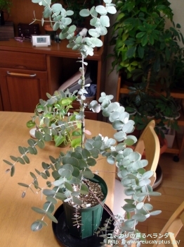 アーニゲラ (Eucalyptus urnigera)