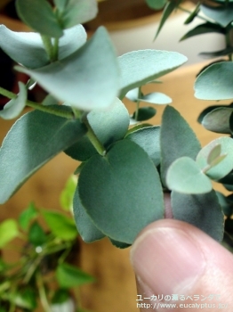 fancyboxアーニゲラ(Eucalyptus urnigera)の画像10