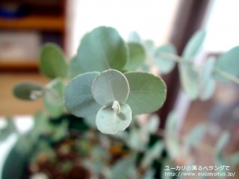 アーニゲラ (Eucalyptus urnigera)