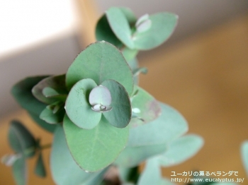 アーニゲラ (Eucalyptus urnigera)