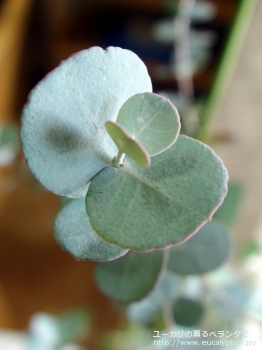 アーニゲラ (Eucalyptus urnigera)