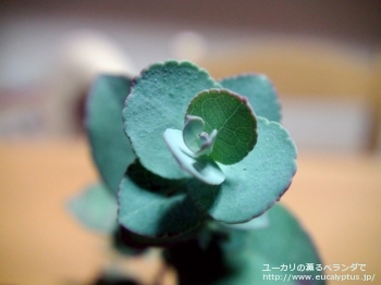 fancyboxアーニゲラ(Eucalyptus urnigera)の画像15