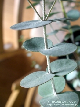 アーニゲラ (Eucalyptus urnigera)