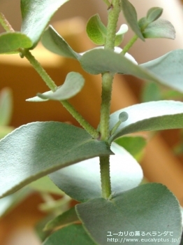 fancyboxアーニゲラ(Eucalyptus urnigera)の画像17