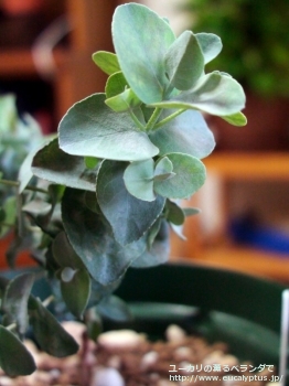 fancyboxアーニゲラ(Eucalyptus urnigera)の画像19