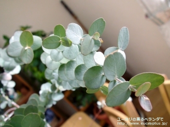 アーニゲラ (Eucalyptus urnigera)