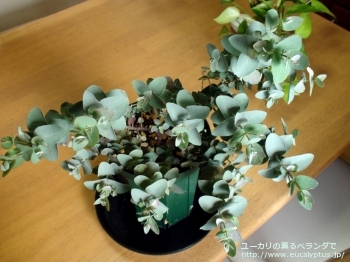 アーニゲラ (Eucalyptus urnigera)