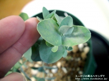 アーニゲラ (Eucalyptus urnigera)