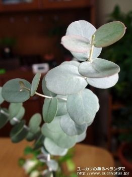 アーニゲラ (Eucalyptus urnigera)