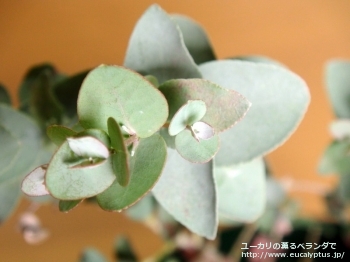 アーニゲラ (Eucalyptus urnigera)