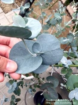 fancyboxアーニゲラ(Eucalyptus urnigera)の画像11