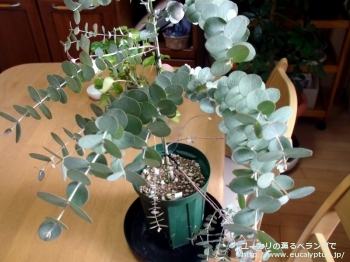 アーニゲラ (Eucalyptus urnigera)