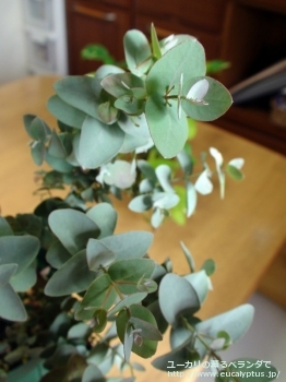 アーニゲラ (Eucalyptus urnigera)