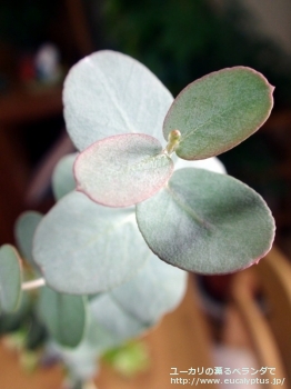 fancyboxアーニゲラ(Eucalyptus urnigera)の画像5