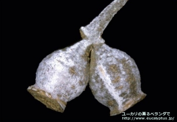 fancyboxアーニゲラ(Eucalyptus urnigera)の画像7