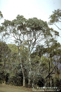 アーニゲラ (Eucalyptus urnigera)