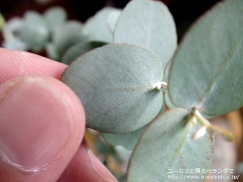 アーニゲラ (Eucalyptus urnigera)