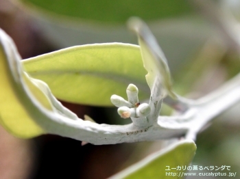 ウッドワーディ (Eucalyptus woodwardii)