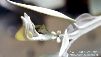 ウッドワーディ (Eucalyptus woodwardii)