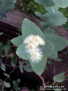 メラノフロイア (Eucalyptus melanophloia)
