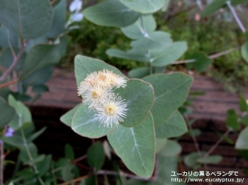 メラノフロイア (Eucalyptus melanophloia)