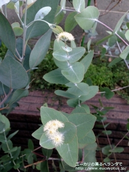 メラノフロイア (Eucalyptus melanophloia)