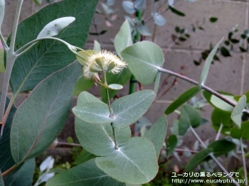 メラノフロイア (Eucalyptus melanophloia)