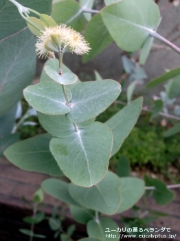 メラノフロイア (Eucalyptus melanophloia)