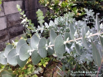 プルベルレンタ (Eucalyptus pulverulenta)