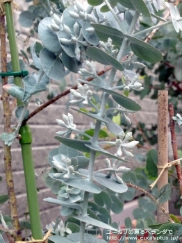 クルセアナ (Eucalyptus kruseana)