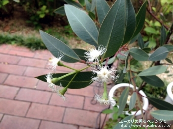 エクストリカ (Eucalyptus extrica)