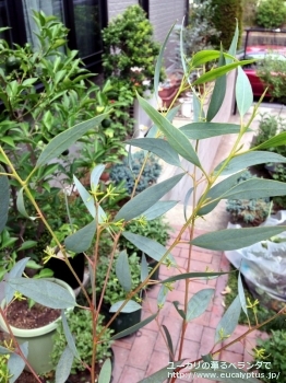 トルクァータ (Eucalyptus torquata)