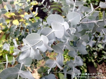 シネレア(銀丸葉) (Eucalyptus cinerea)