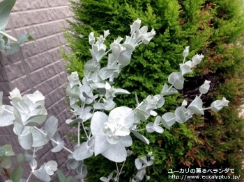 アルビダ (Eucalyptus albida)