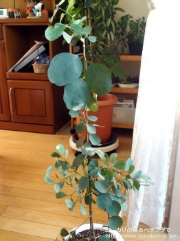 プルイノサ (Eucalyptus pruinosa)