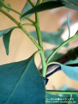 fancyboxプルイノサ(Eucalyptus pruinosa)の画像10